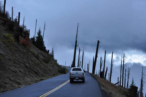 Fiona cruza a floresta de árvores mortas, chegando ao Mt. St. Helens, no estado de Washington, oeste dos Estados Unidos